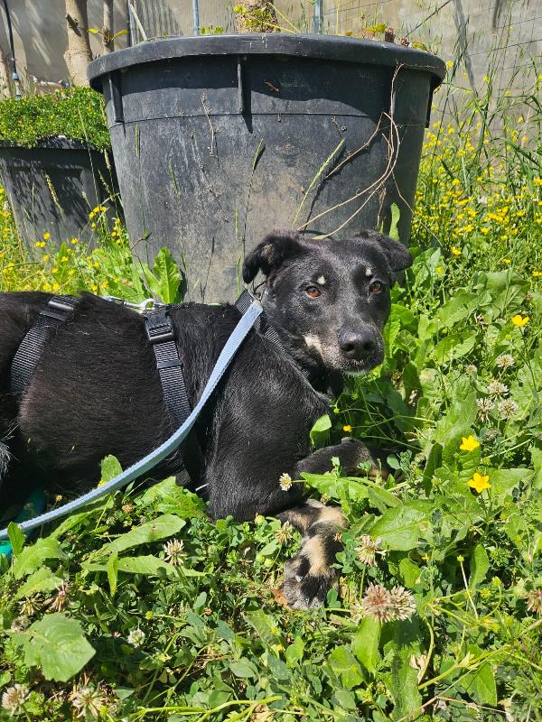 Luigi splendido giovanotto taglia media cerca casa  Foto 8