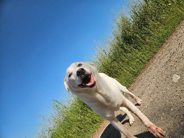 Consuelo Splendida Cagnolona Cerca Famiglia Amorevole 