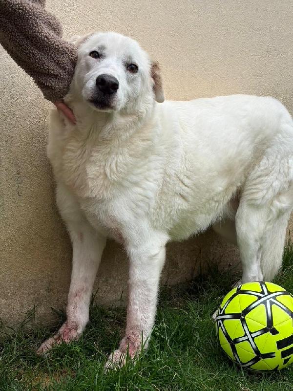 Consuelo splendida cagnolona cerca famiglia amorevole  Foto 2