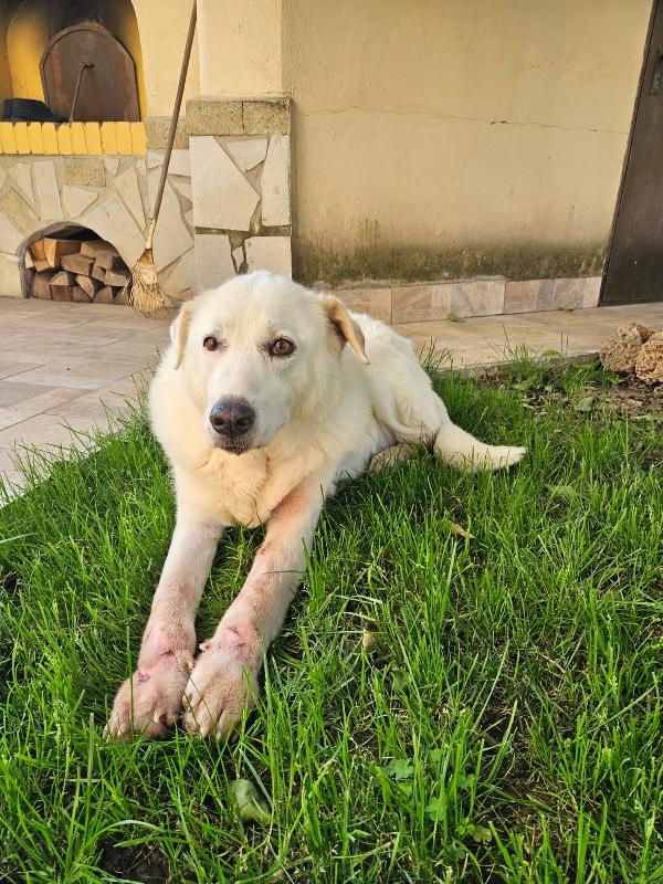 Consuelo splendida cagnolona cerca famiglia amorevole  Foto 4