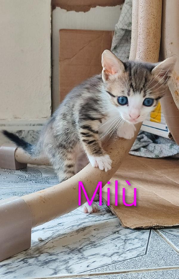 Micini 50giorni salvati IN ARRIVO A MILANO Foto 12