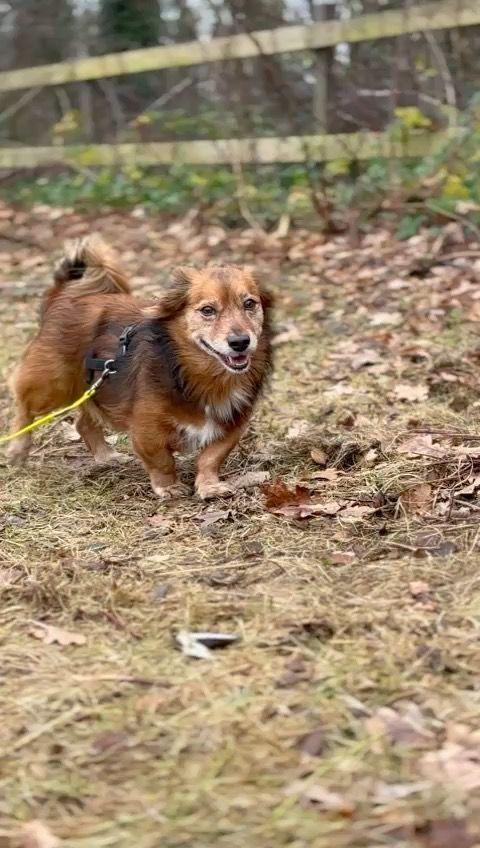 Giulio piccolo cagnolino cerca casa  Foto 2