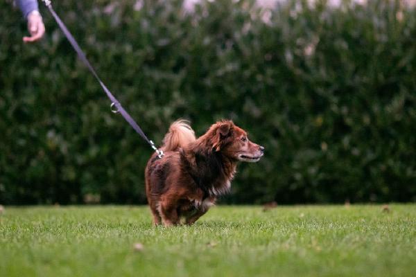 Giulio piccolo cagnolino cerca casa  Foto 3