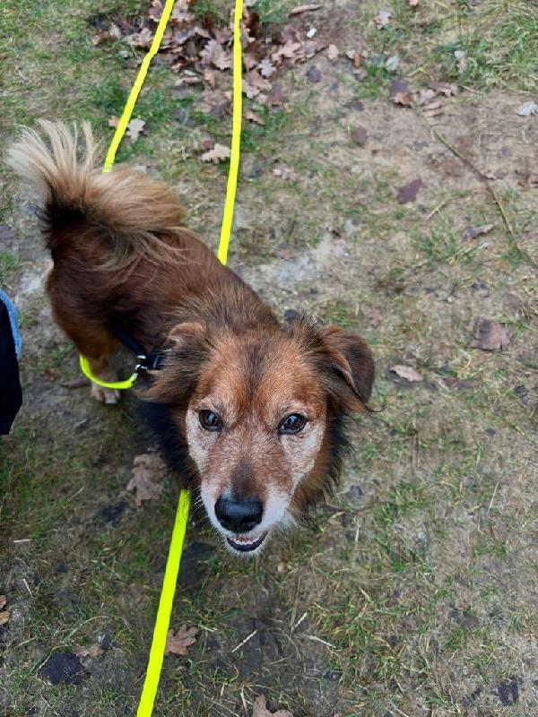 Giulio piccolo cagnolino cerca casa  Foto 5