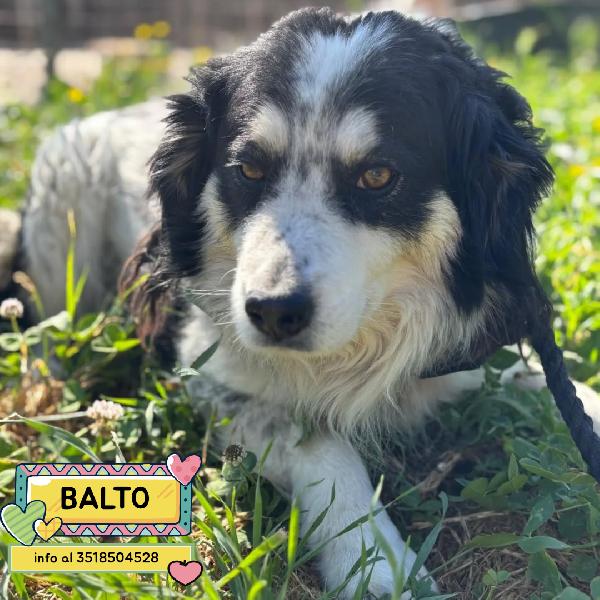Balto Dolce Cagnolino 7 Anni Cerca Casa - Taglia Medio-Piccola