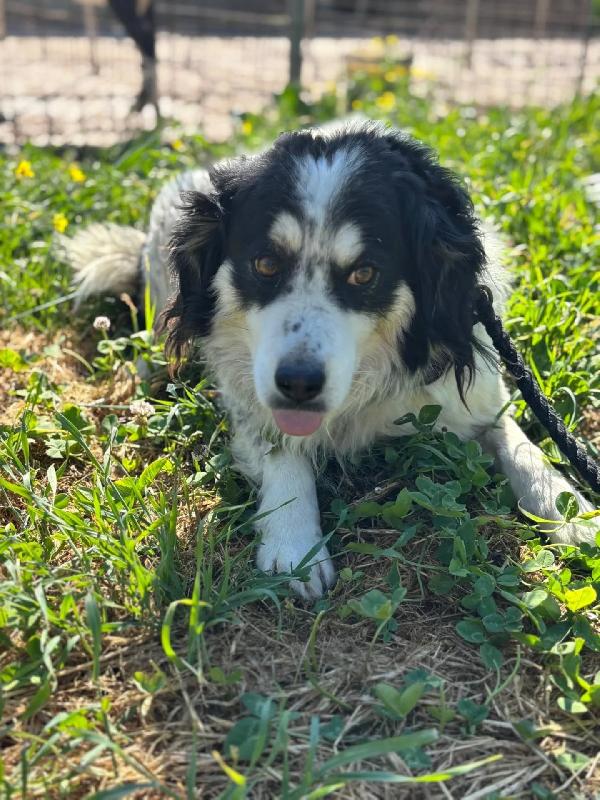 BALTO dolce cagnolino 7 anni cerca casa - taglia medio-piccola Foto 2