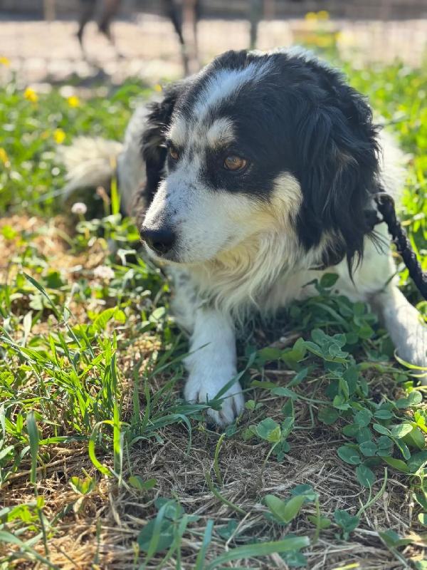 BALTO dolce cagnolino 7 anni cerca casa - taglia medio-piccola Foto 3