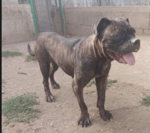 Apollonia mix Corso/Pitbull giovane e sfortunata in canile.SALERNO Foto 2
