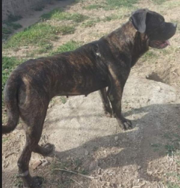 Apollonia mix Corso/Pitbull giovane e sfortunata in canile.SALERNO Foto 3