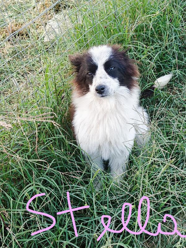 Stella Cucciola Futura Taglia Medio Piccola