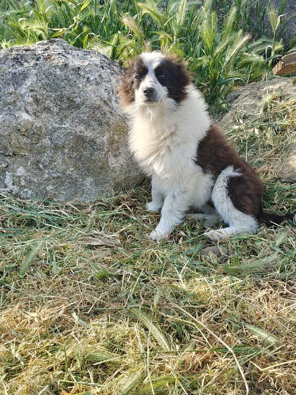 Stella cucciola taglia  piccola Foto 2