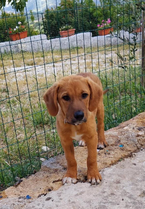 Una casa e una copertina per Snoopy Foto 2