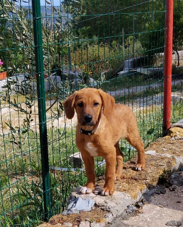 Una casa e una copertina per Snoopy Foto 4