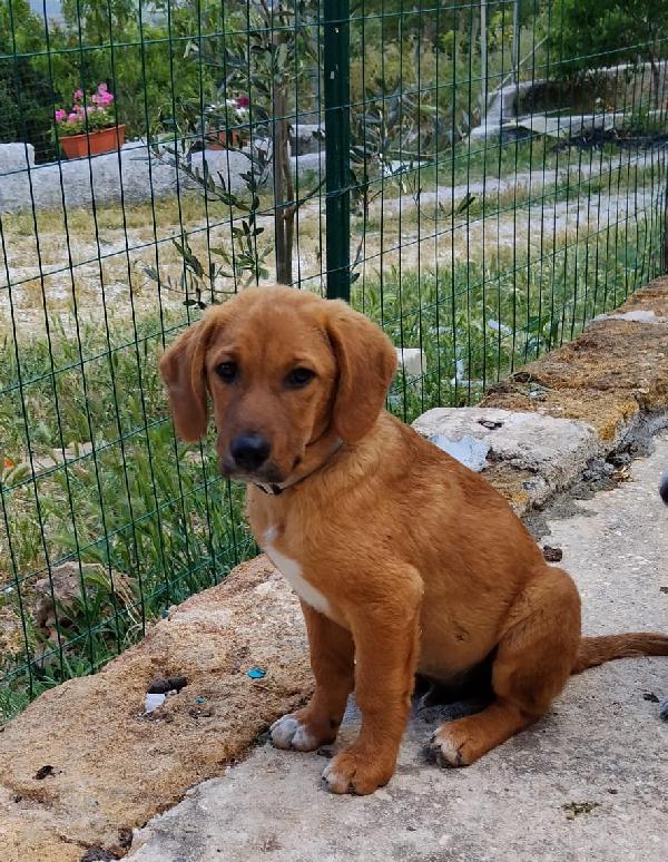 Una casa e una copertina per Snoopy Foto 3