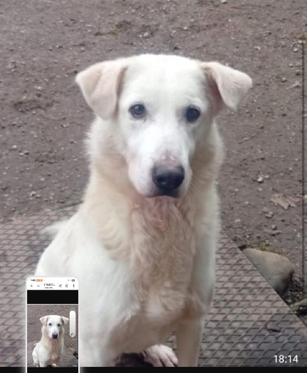 Mix Labrador 4Anni Salito 2Anni Fa E Rifiutato! Brescia