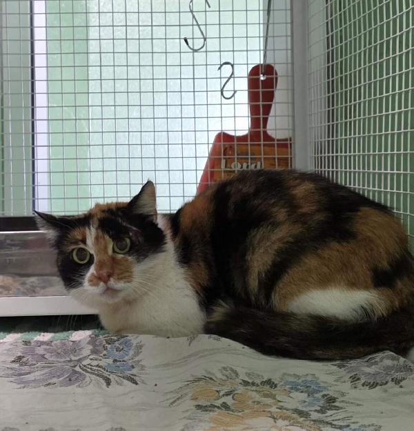 Milady Dolce Gattina Calico