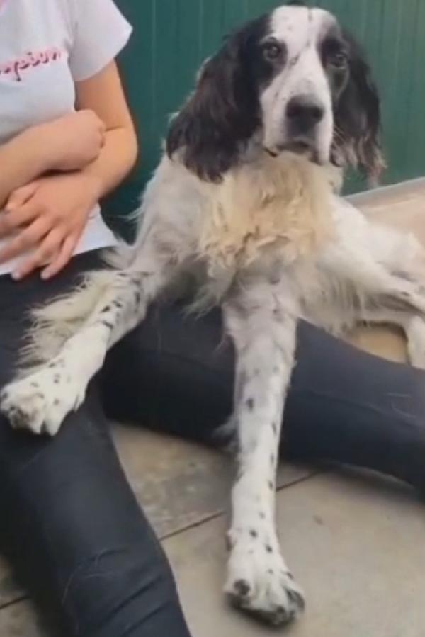 Setter Inglese 11Anni Ipovedente Salito 15Mesi Fa .Brescia
