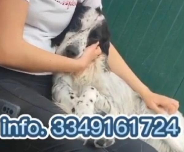 Setter Inglese 11anni IPOVEDENTE salito 15mesi fa .BRESCIA Foto 2
