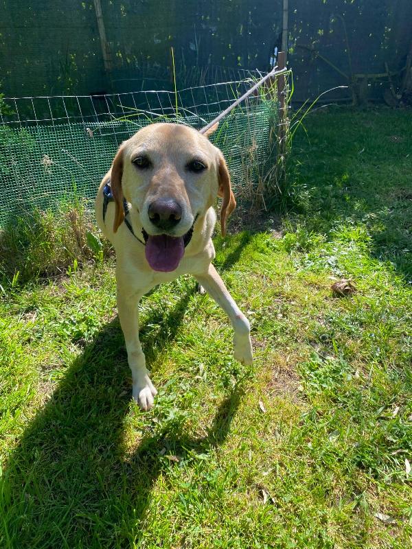 Orione splendido simil Labrador cerca casa  Foto 2