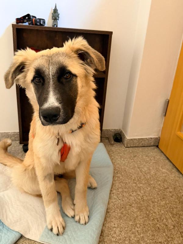 Albicocca splendida cucciola bisognosa cerca casa  Foto 5