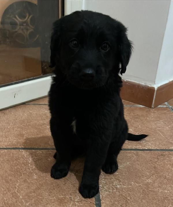 Cuccioli A Rischio Di Canile. Si Cerca Adozione Urgente 