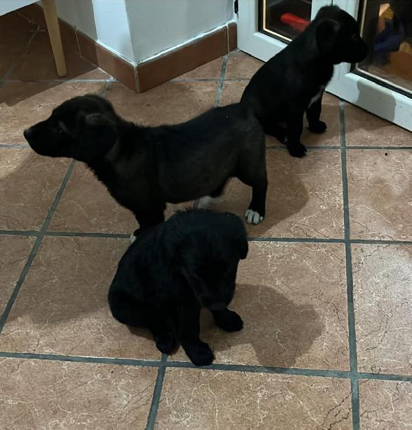 Cuccioli a rischio di canile. SI CERCA ADOZIONE URGENTE  Foto 2