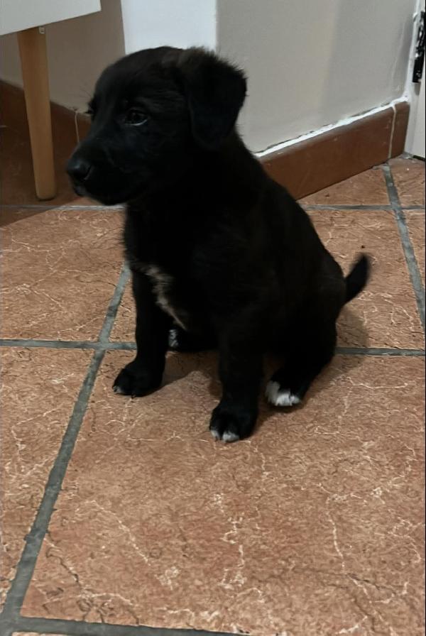 Cuccioli a rischio di canile. SI CERCA ADOZIONE URGENTE  Foto 3