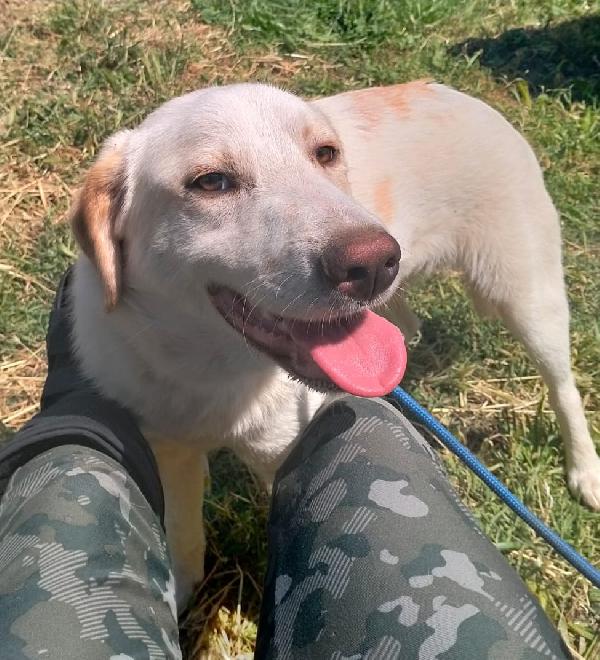 Yago Cucciolo Mix Labrador 
