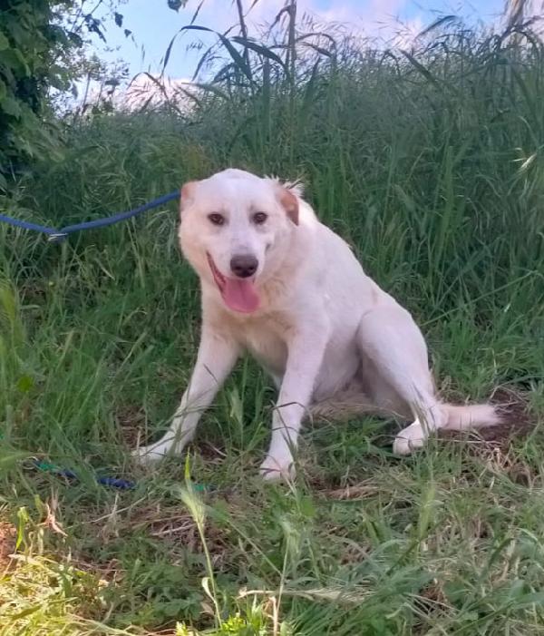 YAGO CUCCIOLO MIX LABRADOR  Foto 3