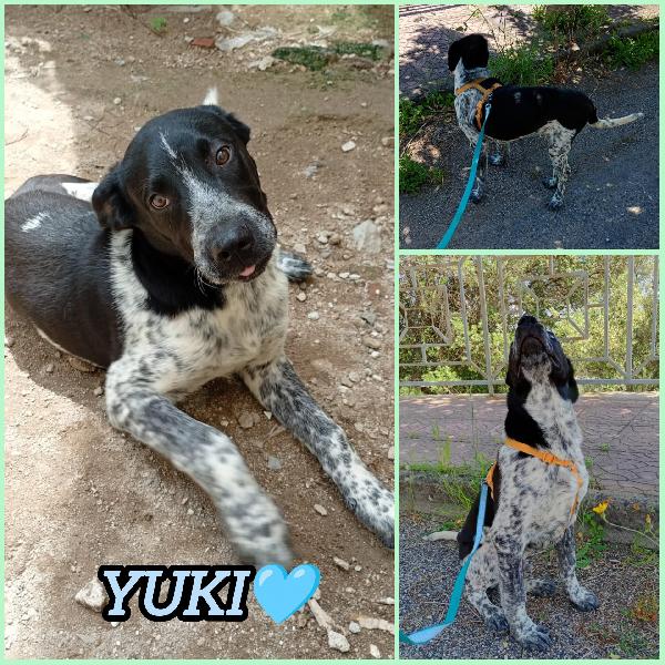 Yuki Aspetta Una Famiglia 