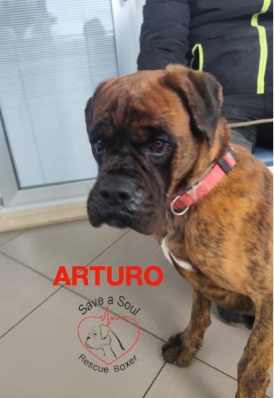 Arturo boxer puro di 3 anni in adozione Foto 4