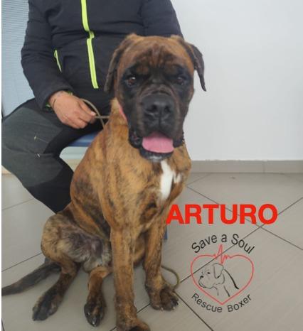 Arturo boxer puro di 3 anni in adozione Foto 5
