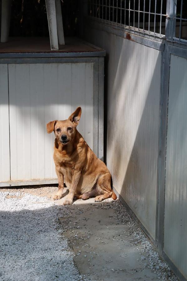 ADOZIONE DI COPPIA CAGNOLINI ANZIANI di 13 anni Foto 2