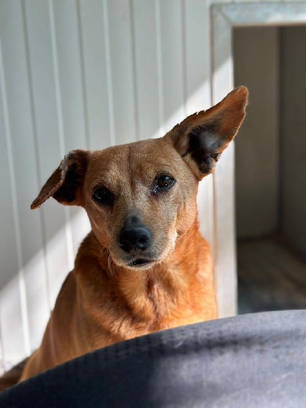 ADOZIONE DI COPPIA CAGNOLINI ANZIANI di 13 anni Foto 4