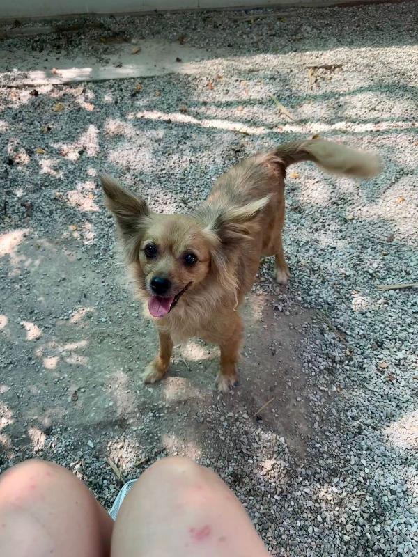ADOZIONE DI COPPIA CAGNOLINI ANZIANI di 13 anni Foto 6