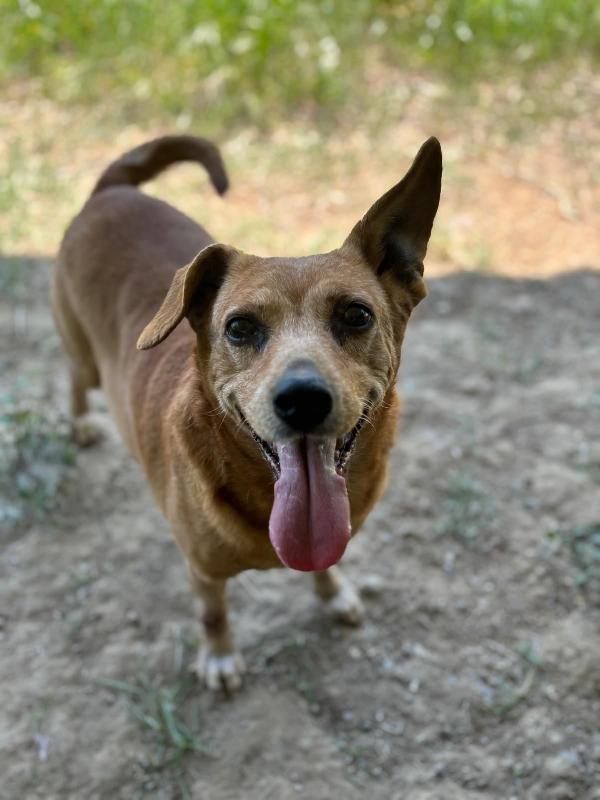 ADOZIONE DI COPPIA CAGNOLINI ANZIANI di 13 anni Foto 7