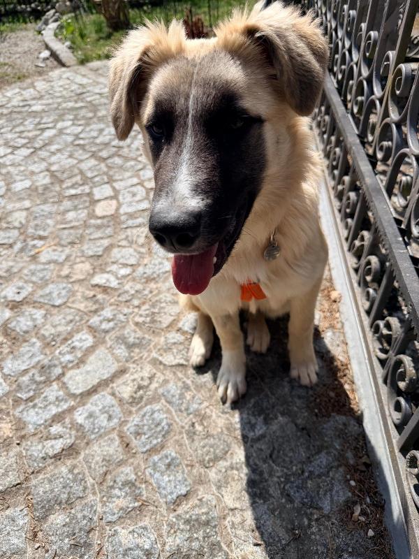 Splendida dolce cucciola Albicocca cerca adozione del cuore  Foto 7