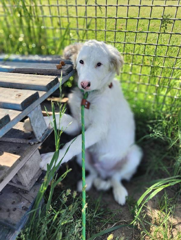 Romolo E Remo Splendidi Cuccioli Mix Maremmano