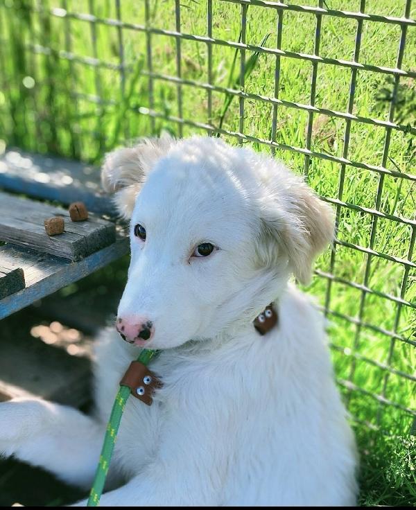 Romolo e Remo splendidi cuccioli mix maremmano Foto 3