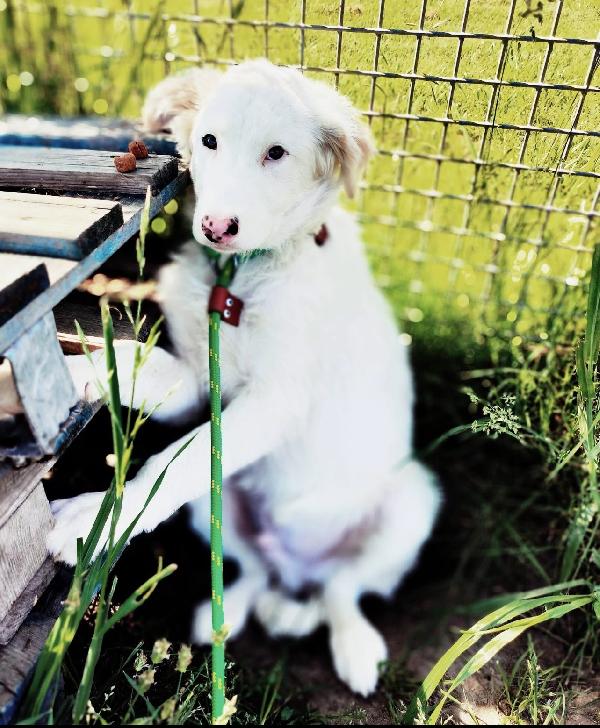 Romolo e Remo splendidi cuccioli mix maremmano Foto 4