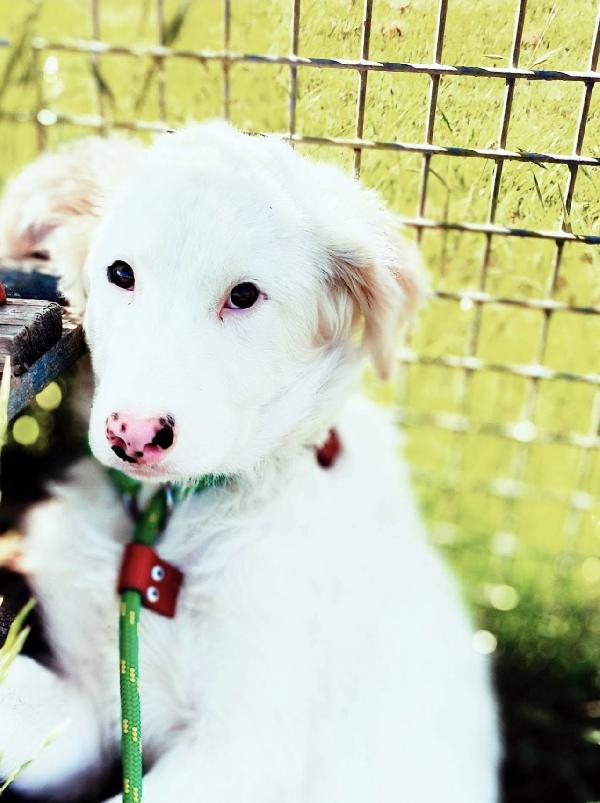 Romolo e Remo splendidi cuccioli mix maremmano Foto 5