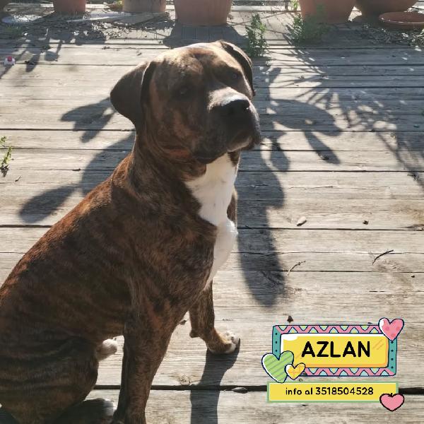 Azlan - 4 Anni Cerca Casa - Mix Cane Corso In Adozione