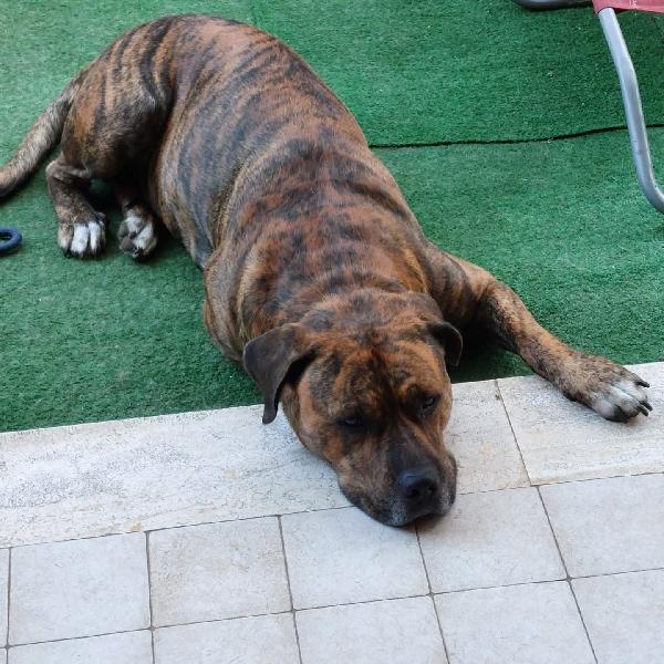 Azlan - 4 anni cerca casa - mix cane corso in adozione Foto 2