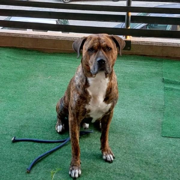 Azlan - 4 anni cerca casa - mix cane corso in adozione Foto 3