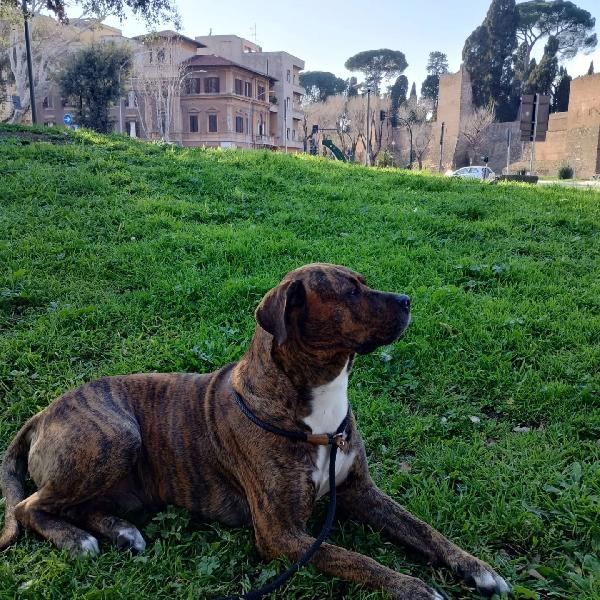 Azlan - 4 anni cerca casa - mix cane corso in adozione Foto 4