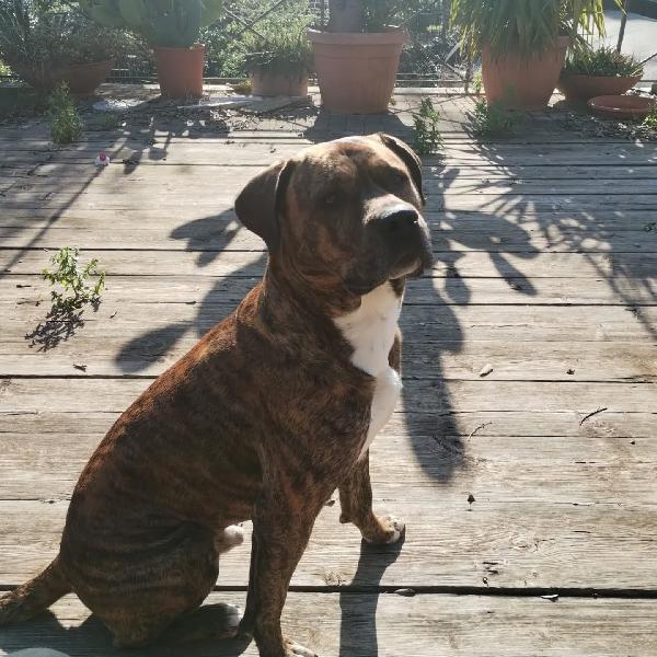 Azlan - 4 anni cerca casa - mix cane corso in adozione Foto 5