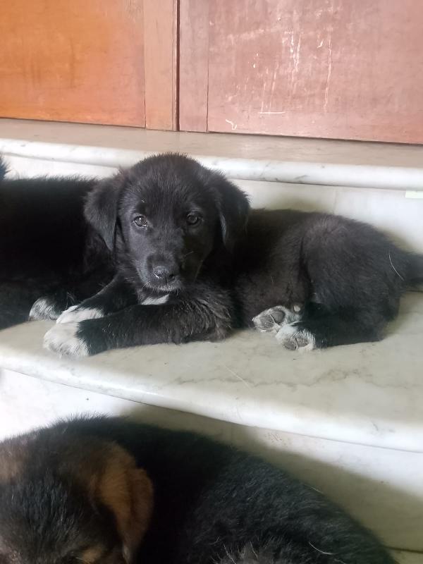 Pixel Splendida Dolce Cucciola Simil Pastore Cerca Casa  