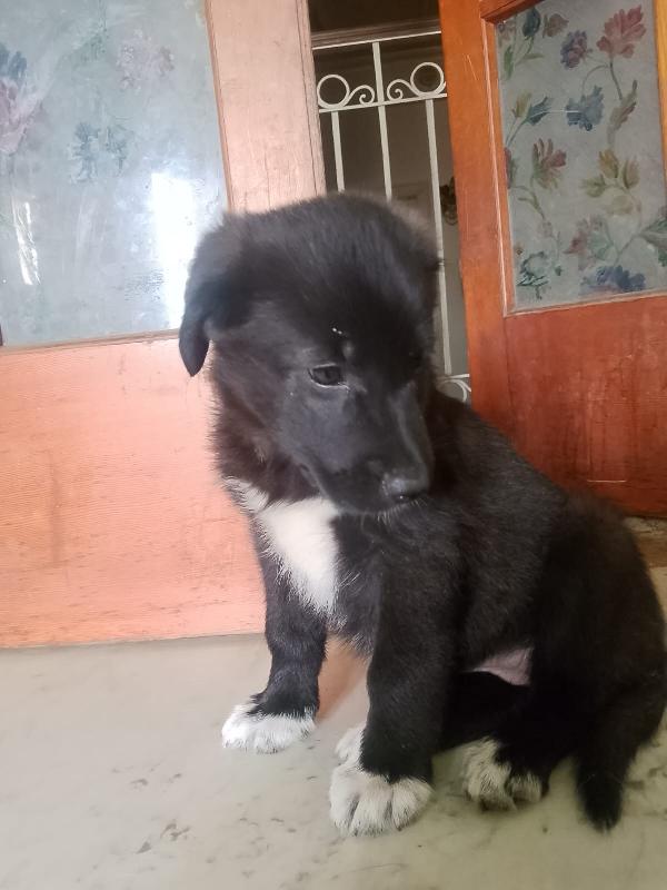 Pixel splendida dolce cucciola simil pastore cerca casa   Foto 2