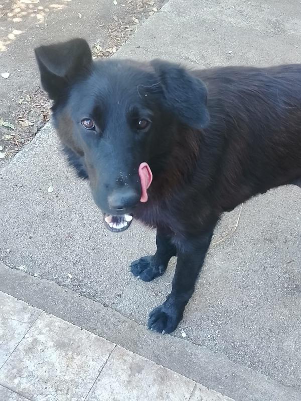 Pixel splendida dolce cucciola simil pastore cerca casa   Foto 3
