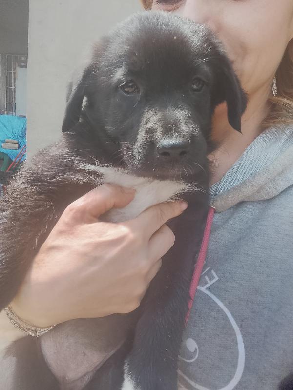 Pixel splendida dolce cucciola simil pastore cerca casa   Foto 4